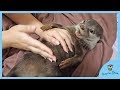 カワウソビンゴ「ママのマッサージが気持ち良すぎた」Otter Bingo: Mommy’s massage is soooo GOOD