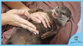 Otter Bingo: Mommy’s massage is soooo GOOD