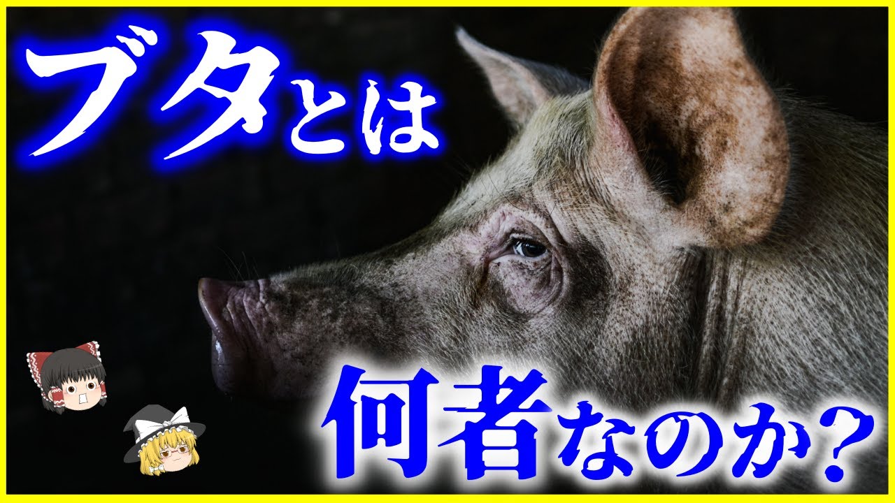 【ゆっくり解説】人間が作り出した生物…「ブタ」とは何者なのか？を解説/賢すぎて危険なスーパーブタの脅威⁉️イメージを覆す豚の能力の高さとは