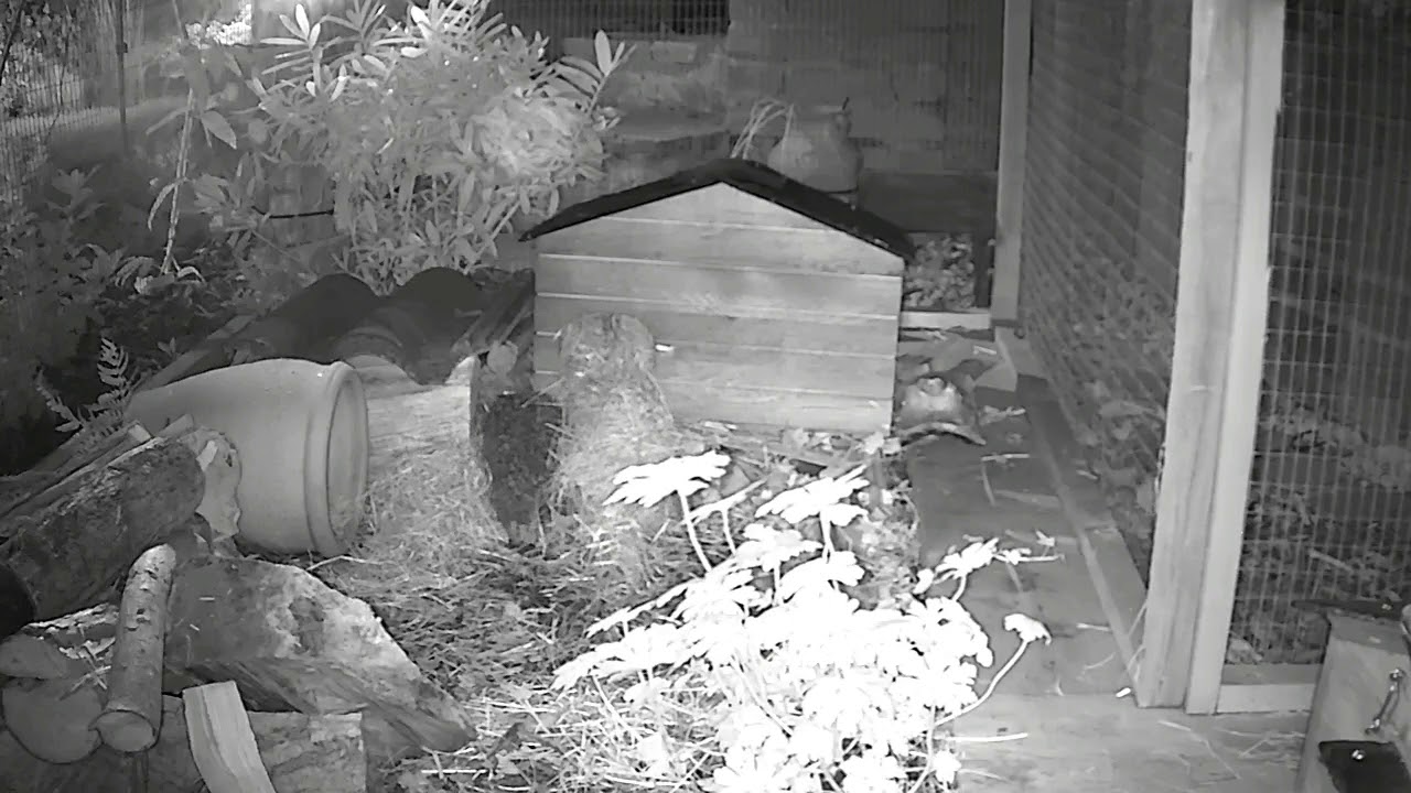 hedgehog meaning in hindi Home is where the Hay is ...