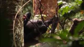 Bonobos Eye to Eye: Slideshow
