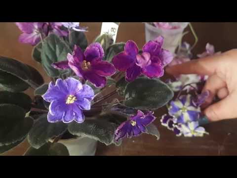 Vidéo: Comment Faire Pousser Une Violette Uzumbara