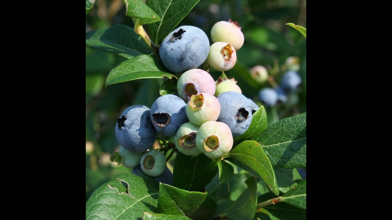 Mudas de Mirtilos de Altíssima qualidade (Compre aqui)