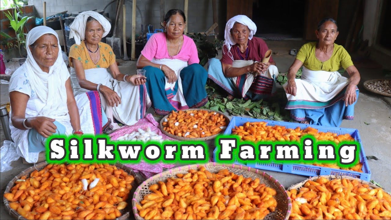 SILKWORM FARMING || Danghaya Group || Khejurbond || Tonush Johori