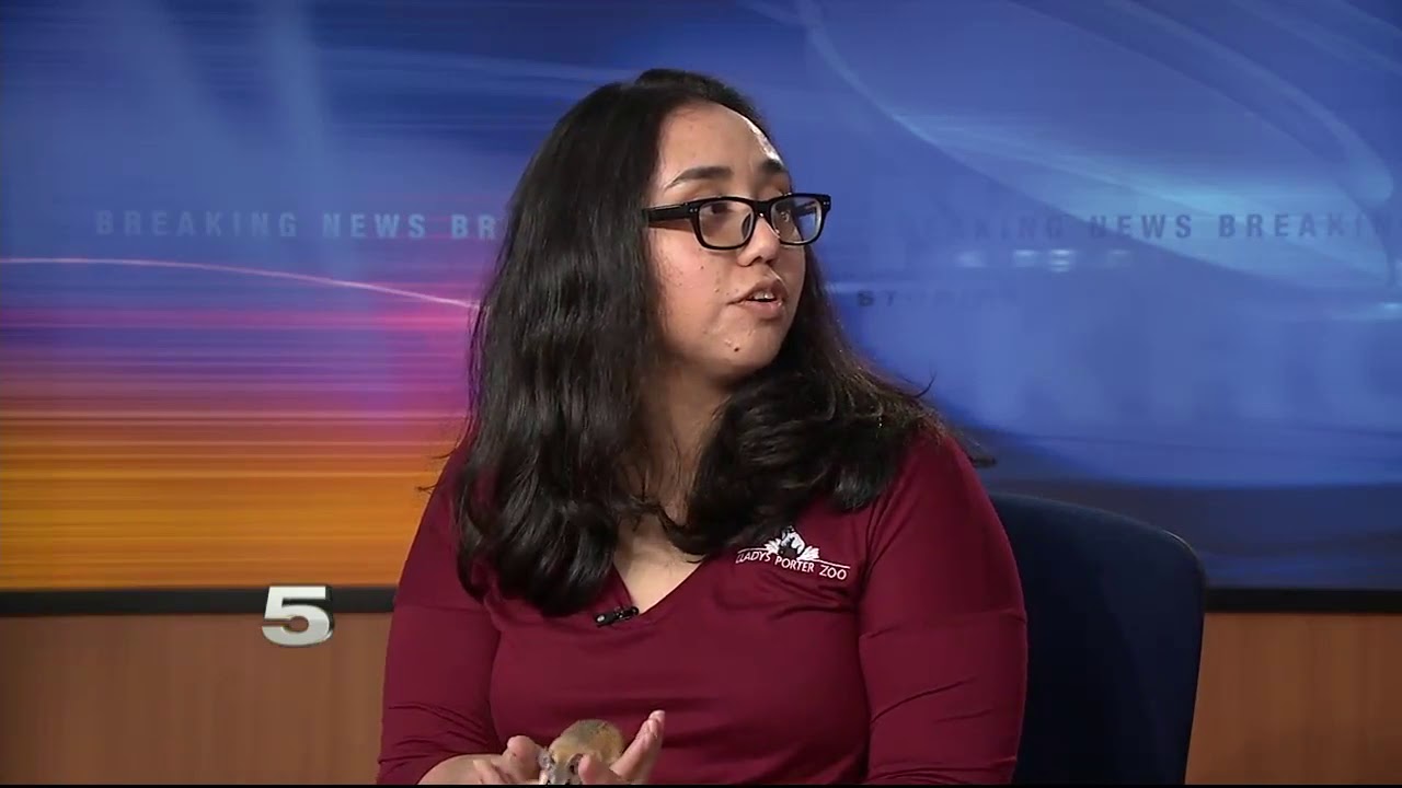 Zoo Guest: Egyptian Spiny Mouse