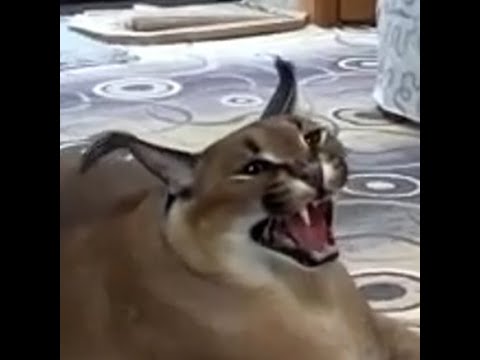 wait im floppa #fr #goated #meme #floppa #caracal #insane #ears