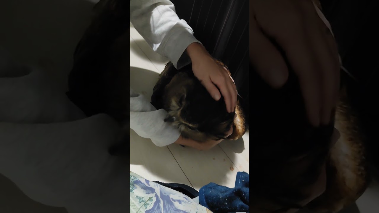 【フクロウ】きゃわいい(*≧з≦) #shorts