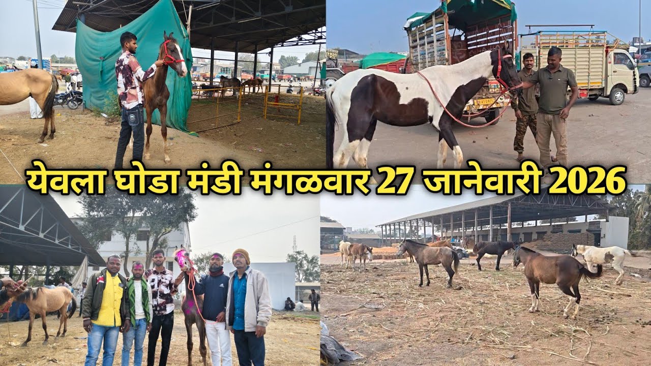 येवला घोडा मार्केट मंगळवार  27 जानेवारी 2026