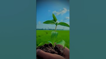 creative Reverse video editing ▶️💡#videography #editingvideo #trending #shorts #viral