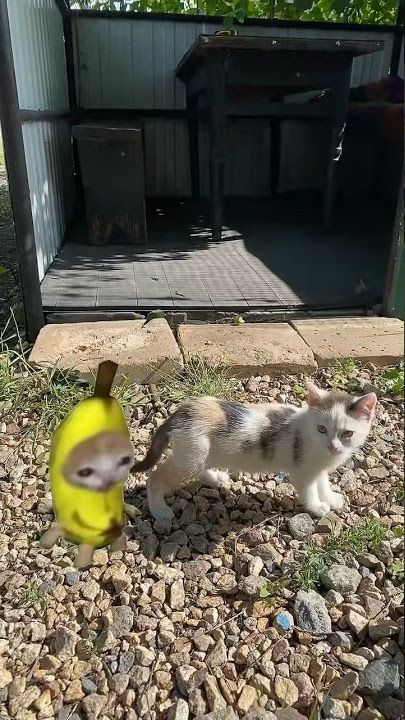 banana cat and kitten #memes#catmemes#shortvideo#bananacat#happi#