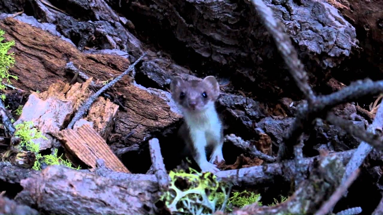 Wary Weasel YouTube