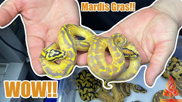 Amazing Freeway Combos!! #ballpython #eggcutting #snakes