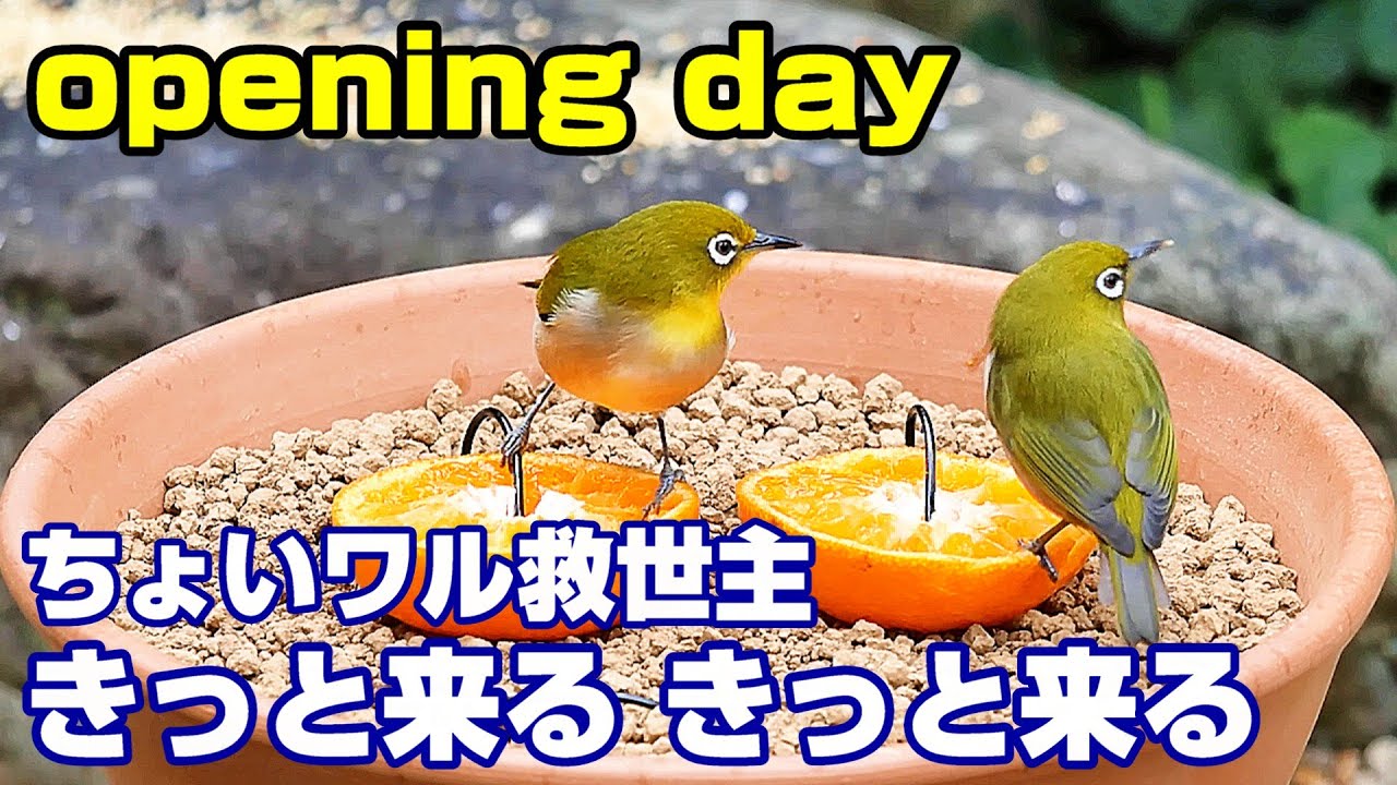 植木鉢.鳥フルーツステック.台 植木鉢.鳥フルーツステック.台