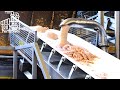 Ever Wondered How Spam Is Made Join Us On This FanTECHstic Factory Tour Ever Wondered How Spam Is Made Join Us On This FanTECHstic Factory Tour