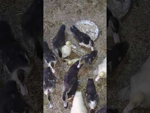 الازازه دي هتعالج كساح البط من اول جرعه