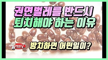 권연벌레가 심각한 해충인 이유 (반드시 퇴치해야 하는 이유 feat. 침개미 권연침벌))