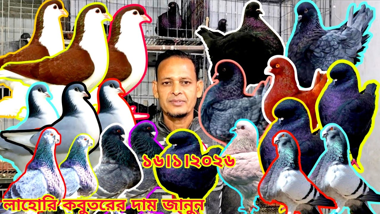 ডিম বাচ্চা সহ লাহোরি কবুতর কিনুন।। সবচেয়ে বড় ফেন্সি কবুতরের খামার।। মুন্ডিয়ান কবুতরের দাম