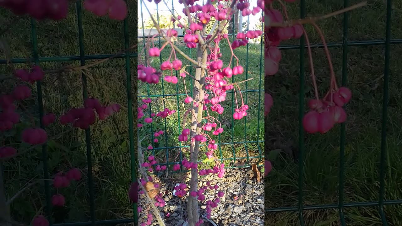 Fruit de fusain d'Europe