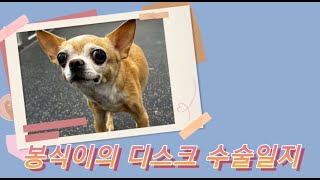 다양한 신경마비 증상이 있는 강아지들! 경추디스크(IVDD) 수술 후기
