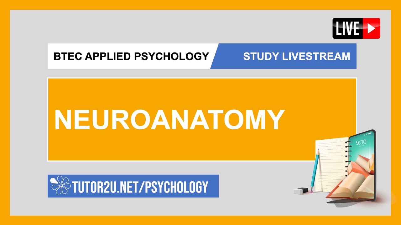 BTEC Applied Psychology | Study Livestream | Neuroanatomy