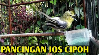 SIRTU CIPOH GACOR FULL ISIAN SUPER GACOR || PANCINGAN DIJAMIN BUNYI