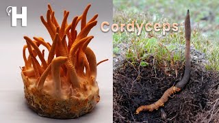 The World's Most Expensive Fungus - Cordyceps - Awesome Cordyceps Militaris Cultivation | Happy Farm