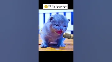 احي احي قولو قع احي 