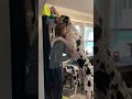Dramatic Great Dane #dog #GreatDane #funny #funnyvideos #tiktok