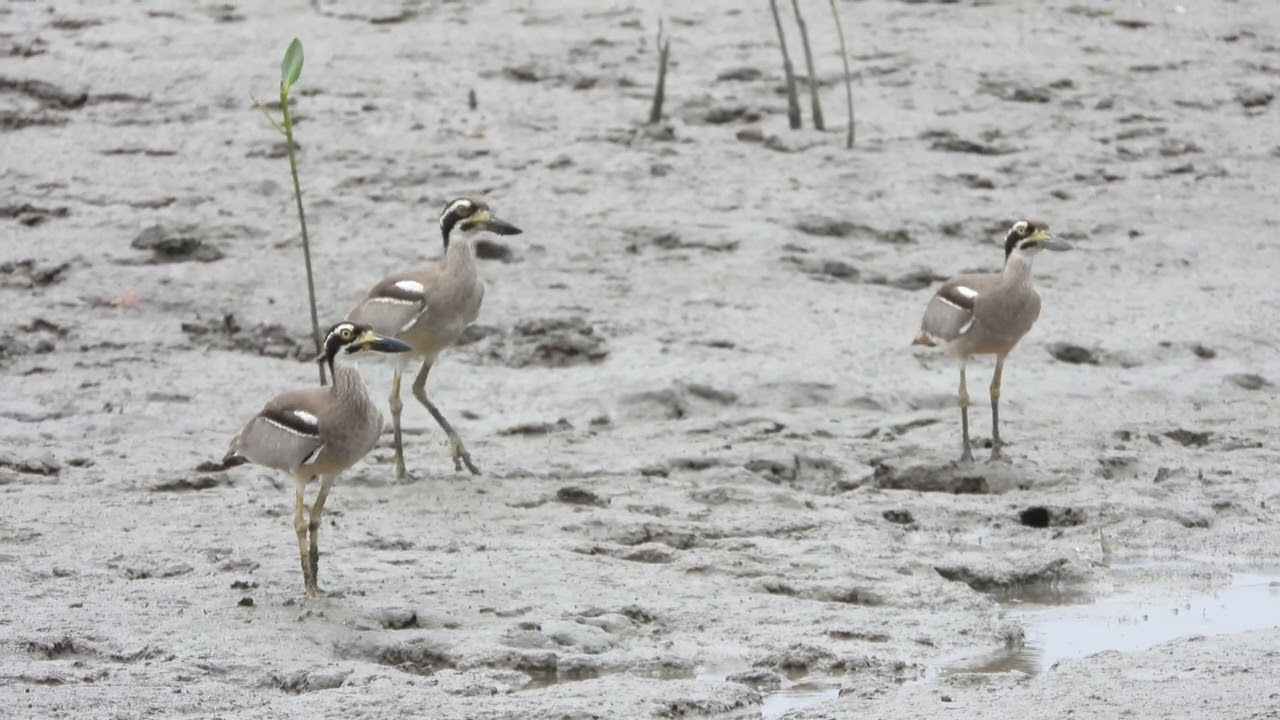 Beach Stone-curlew (Esacus magnirostris)