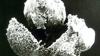 Triops Recién Nacidos