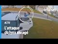 Etatsunis  il sauve sa femme des griffes dun lynx enrag puis abat lanimal