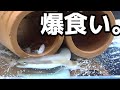【まぶし日記】うなぎ水槽に生きたエビ入れたらすごかったwww【ガサガサ】