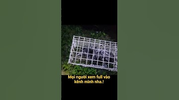 Bẫy chuột đồng vô chim lạ