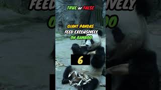 Giant pandas feed exclusively on bamboo #facts #quiz #viral #riddles