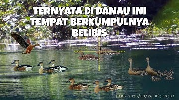 MENEMBAK BEBEK LIAR !! BELIBIS BATU !! SPOT DANAU DI DALAM HUTAN !!