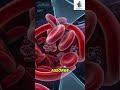Perché il sangue è rosso? #animation