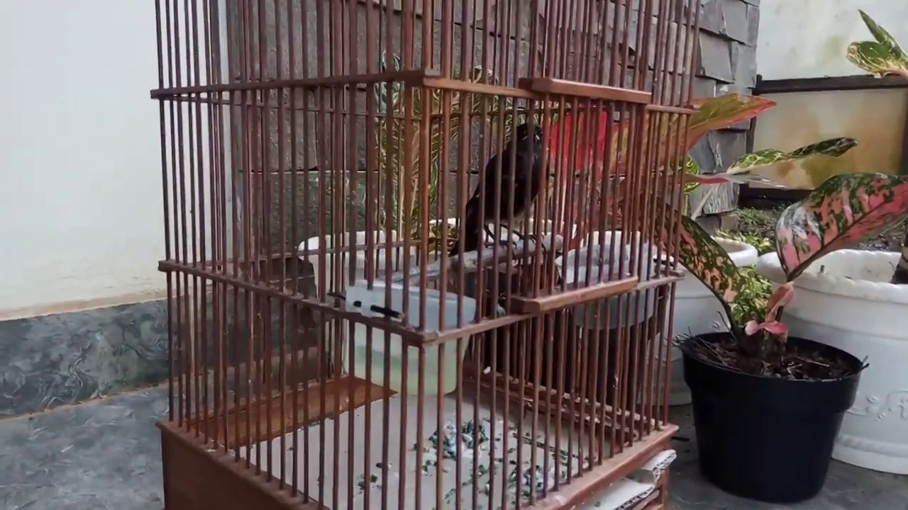 Burung Decu Trotol (Saxicola caprata) Hari #14 - setelan pakan harian