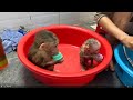 Baby monkey Bella and Boyboy having bath
