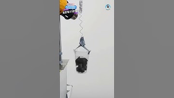 Nitinol Shape Memory Aloy | Training NiTinol Shape Memory Alloy