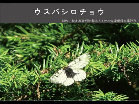 ウスバシロチョウ】ピックアップ！札幌の希少種【さっぽろいき