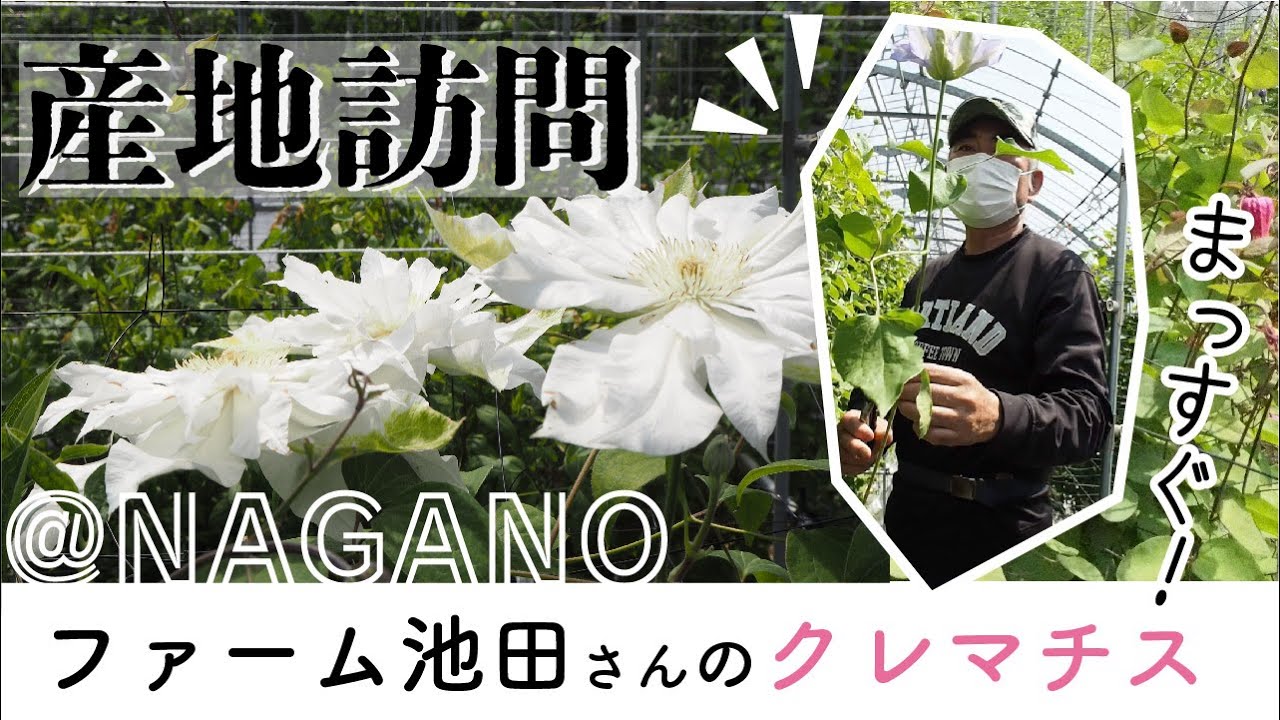 背筋の伸びたクレマチス の育て方とは 長野県ファーム池田様 Youtube