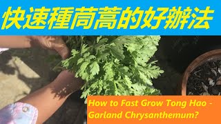 快速種茼蒿的好辦法 - How to Fast Grow Tong Hao - Garland Chrysanthemum?