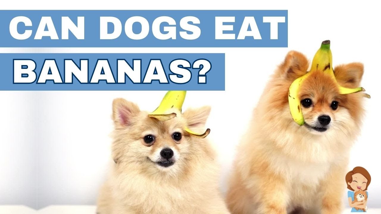 Healthy or Harmful? The Scoop on Dogs and Bananas: What You Need to ...