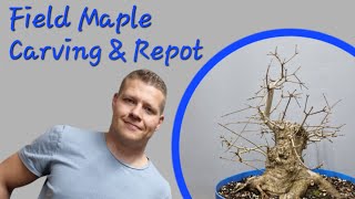 Native Field Maple Carving & Repotting