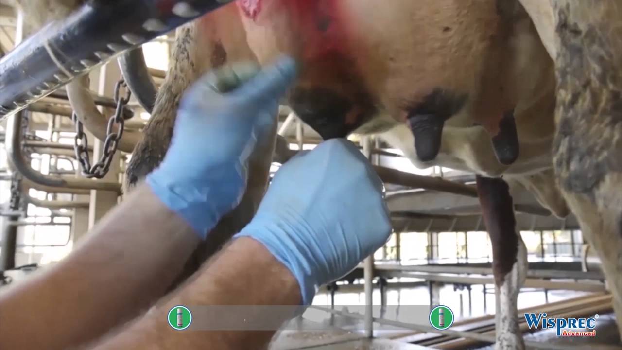 mastitis prevention Wisprec Advanced Hindi Video, the most convenient vertical spray for mastitis treatment.