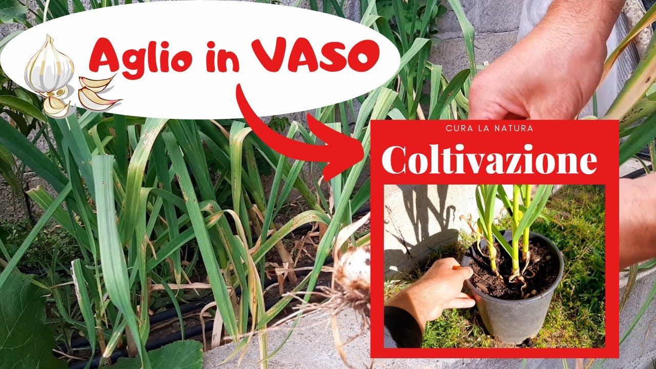 50 Semi di Aglio Selvatico - antica coltura aromatica da giardino