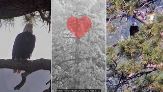 FOBBVCAM Eagles 🦅Shadow's Comings and Goings♾️While Awaiting Jackie's Return⏳2026 Jul 24