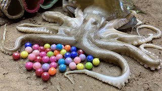 Stop Motion ASMR - Underground Pearl in a Huge Octopus Trap Primitive Experiment Cooking | Cuckoo