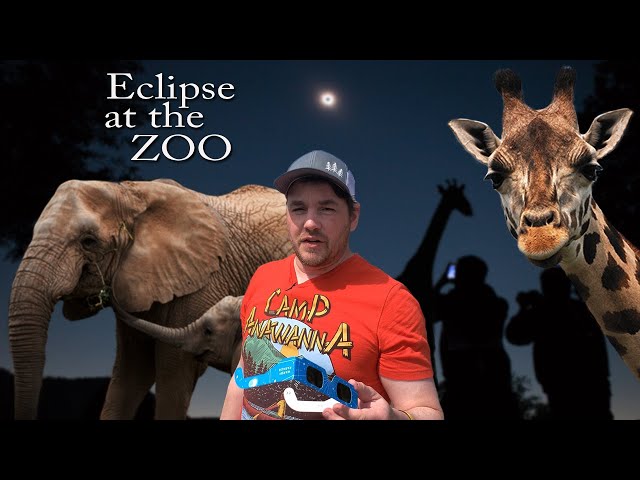 How the Animals Reacted to the Eclipse class=