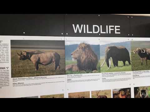 Day Trip To Ngorongoro Crater Tanzania Unedited And Raw 